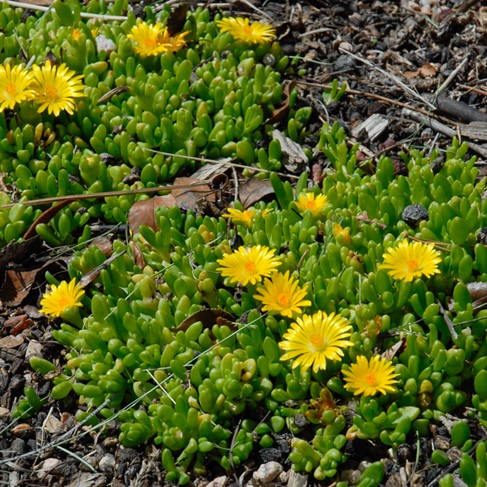 Yellow Iceplant